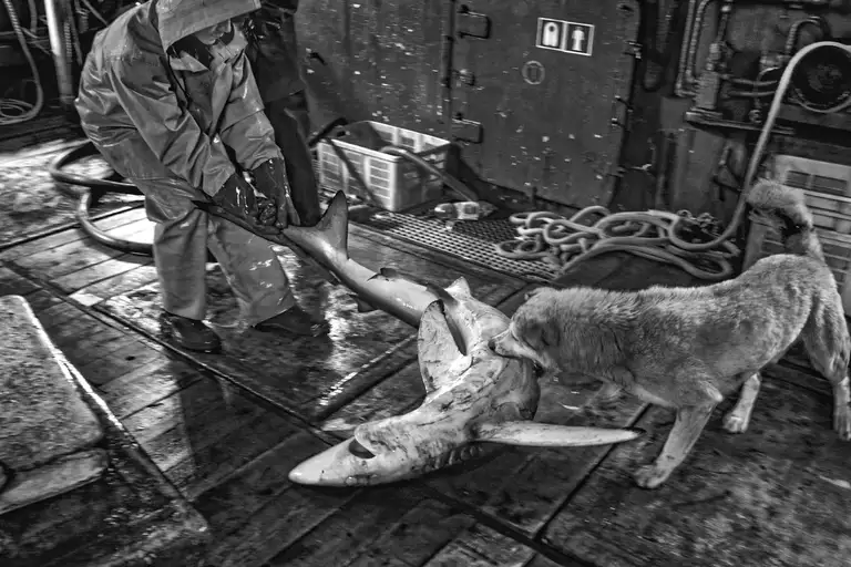 CALAMITY ISLANDS | SAKHALIN AND KURILS