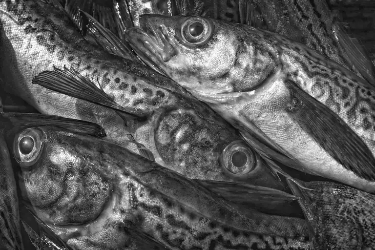 CALAMITY ISLANDS | SAKHALIN AND KURILS