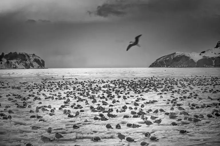 CALAMITY ISLANDS | SAKHALIN AND KURILS