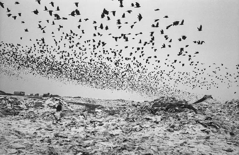 Salarievo landfill in Moscow. Photo by Oleg Klimov