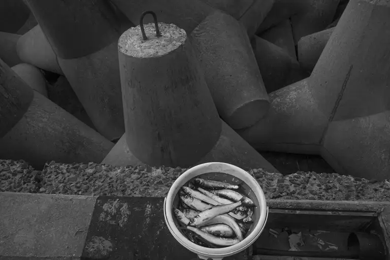 A bucket of Baltic herring in half an hour. Baltiysk, Russia. Photo Oleg Klimov