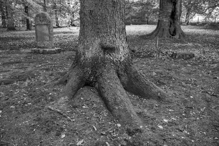 Tilsit’s Forest Cemetery. Photo: Oleg Klimov.